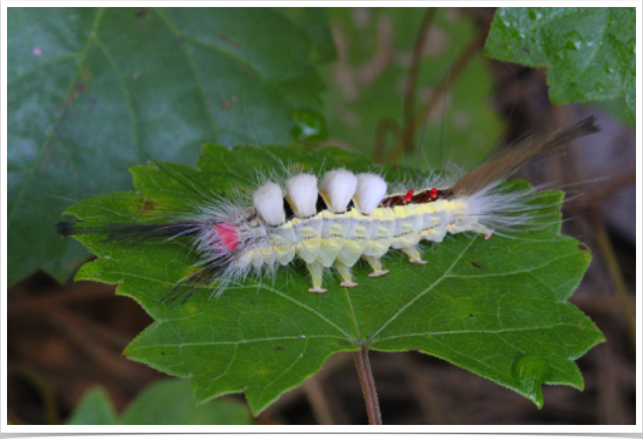 Orgyia leucostigma
White-marked Tussock Moth
Hale County, Alabama Orgyia leucostigma
White-marked Tussock Moth
Hale County, Alabama